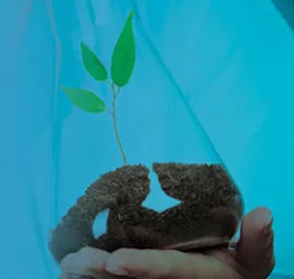 plant