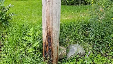 Rotten power pole