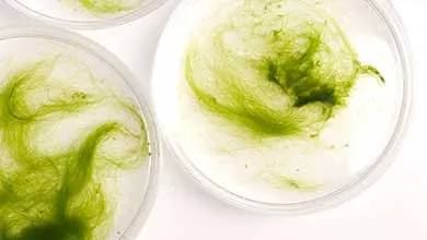 green bacteria in a petri dish 